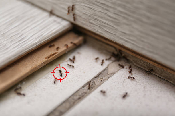 Best Termite Control Services  in Flint, MI